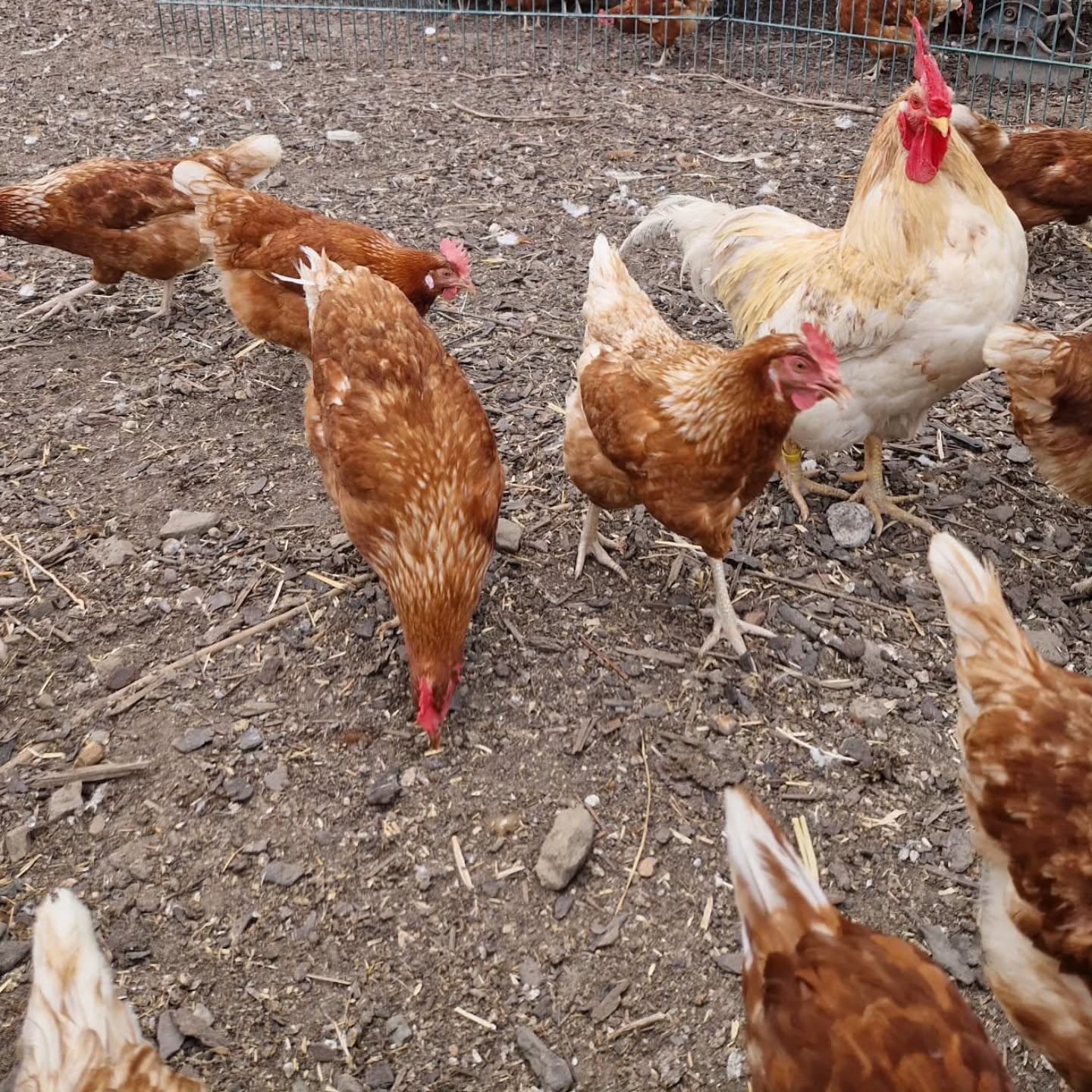 🐔 Landwirtschaft ist mehr als große Maschinen und weite Felder. Sie beginnt oft in den kleinen Momenten. Bei den Tieren. Bei der täglichen Versorgung. Bei der…