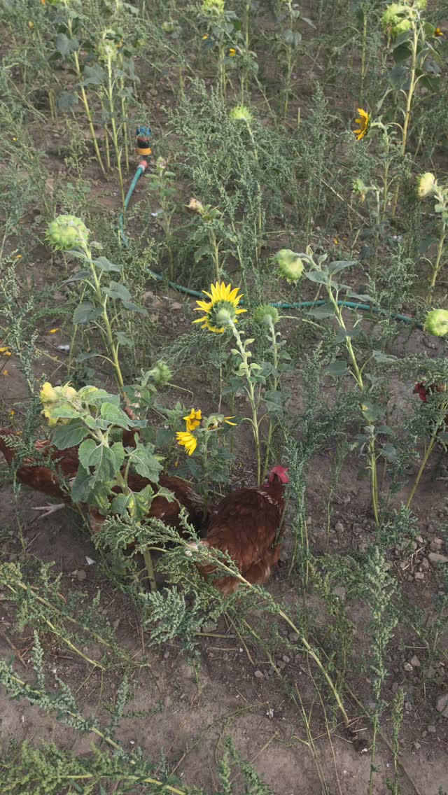 🐔🌻 Wenn die Hühner ihre Sonnenblumen selbst ernten. Manchmal sind es genau diese kleinen Momente, die zeigen, worum es in der Landwirtschaft eigentlich geht: N…